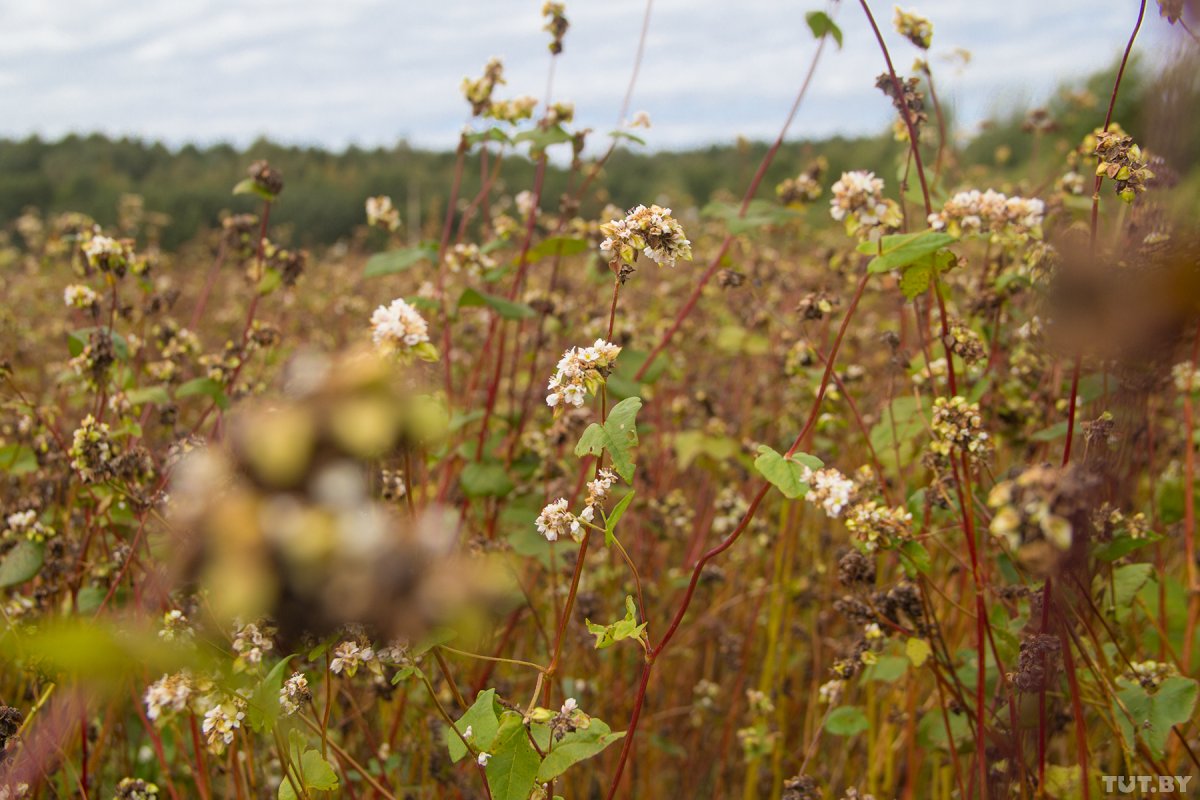 Гречиха посевная