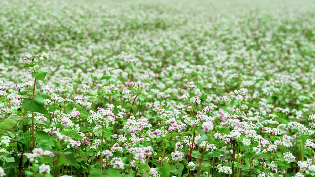 Бутонизация гречихи