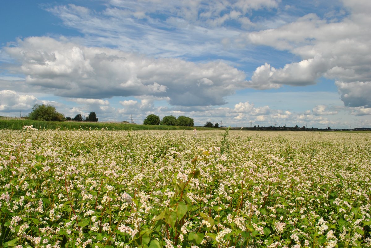 Цветущая гречиха поля Алтая
