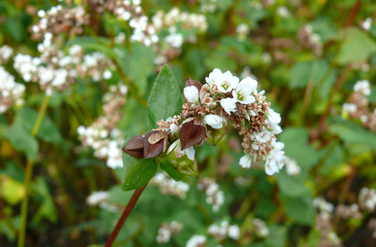 Гречиха обыкновенная
