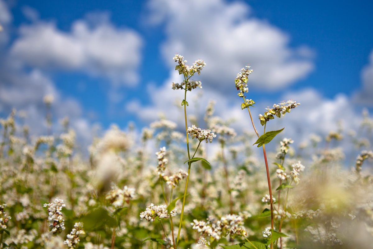 Гречишный Колос