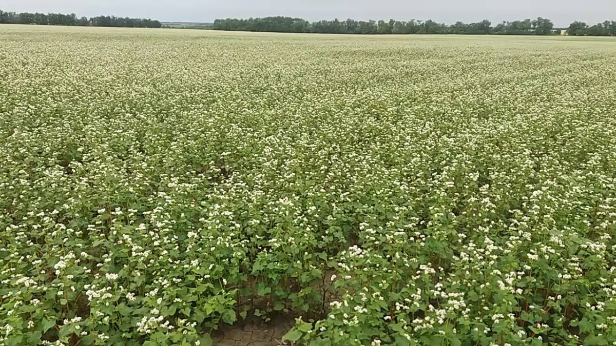 Гречиха посевная