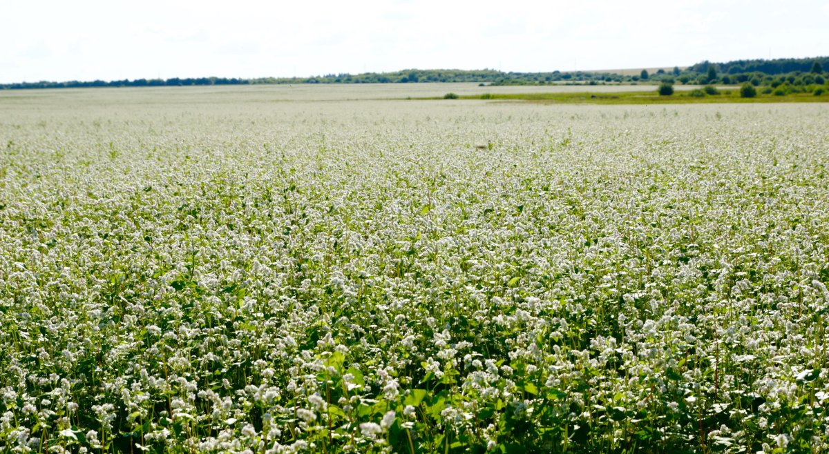 Гречиха Деметра