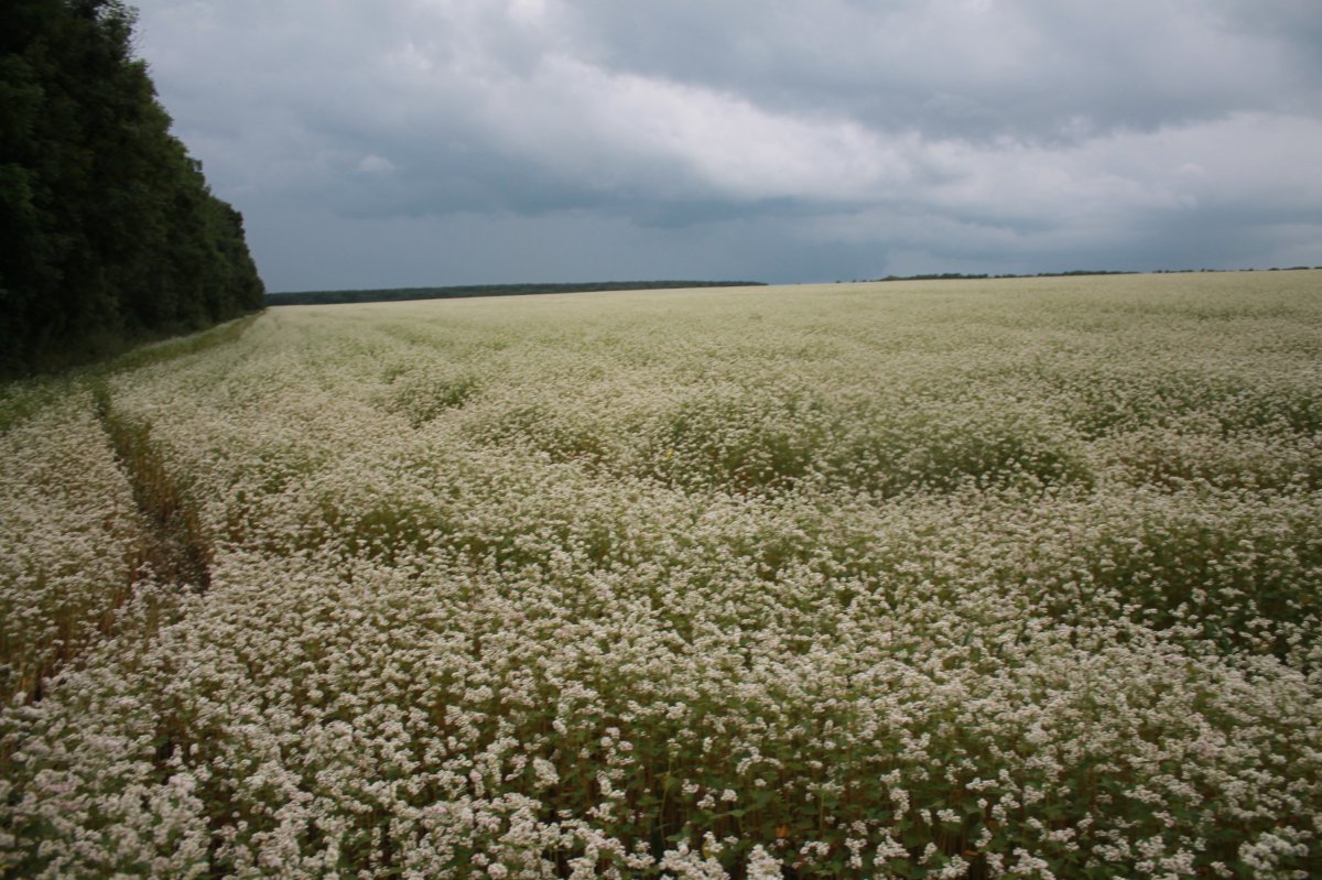 Гречиха цветение поле