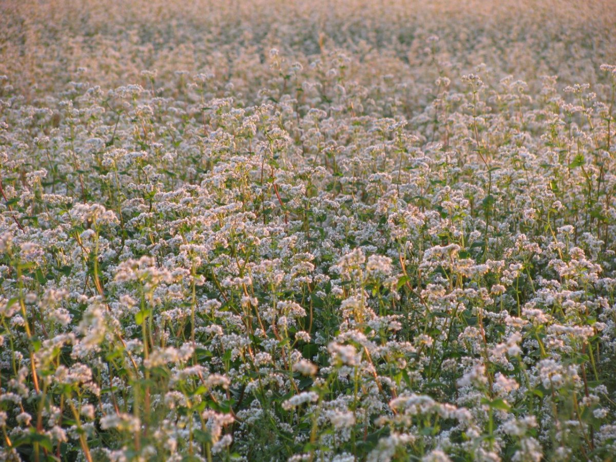 Гречиха красностебельная