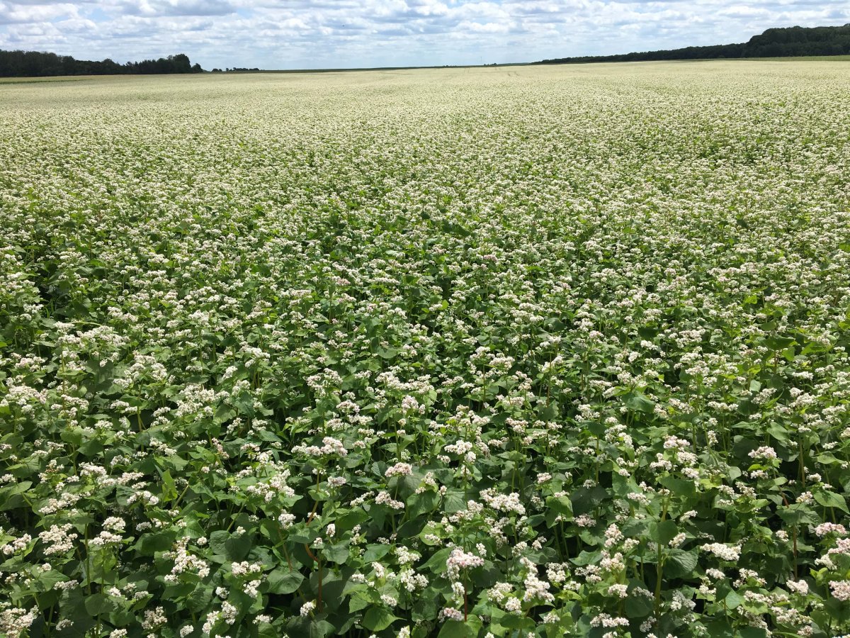 Гречиха посевная цветение