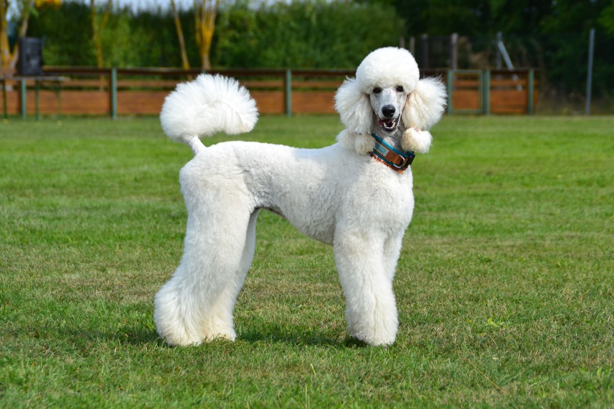 Пудель большой Королевский