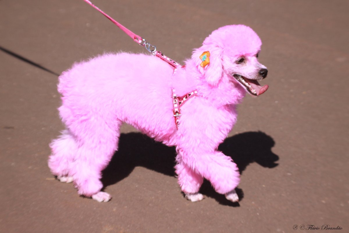 Карликовый пудель розовый