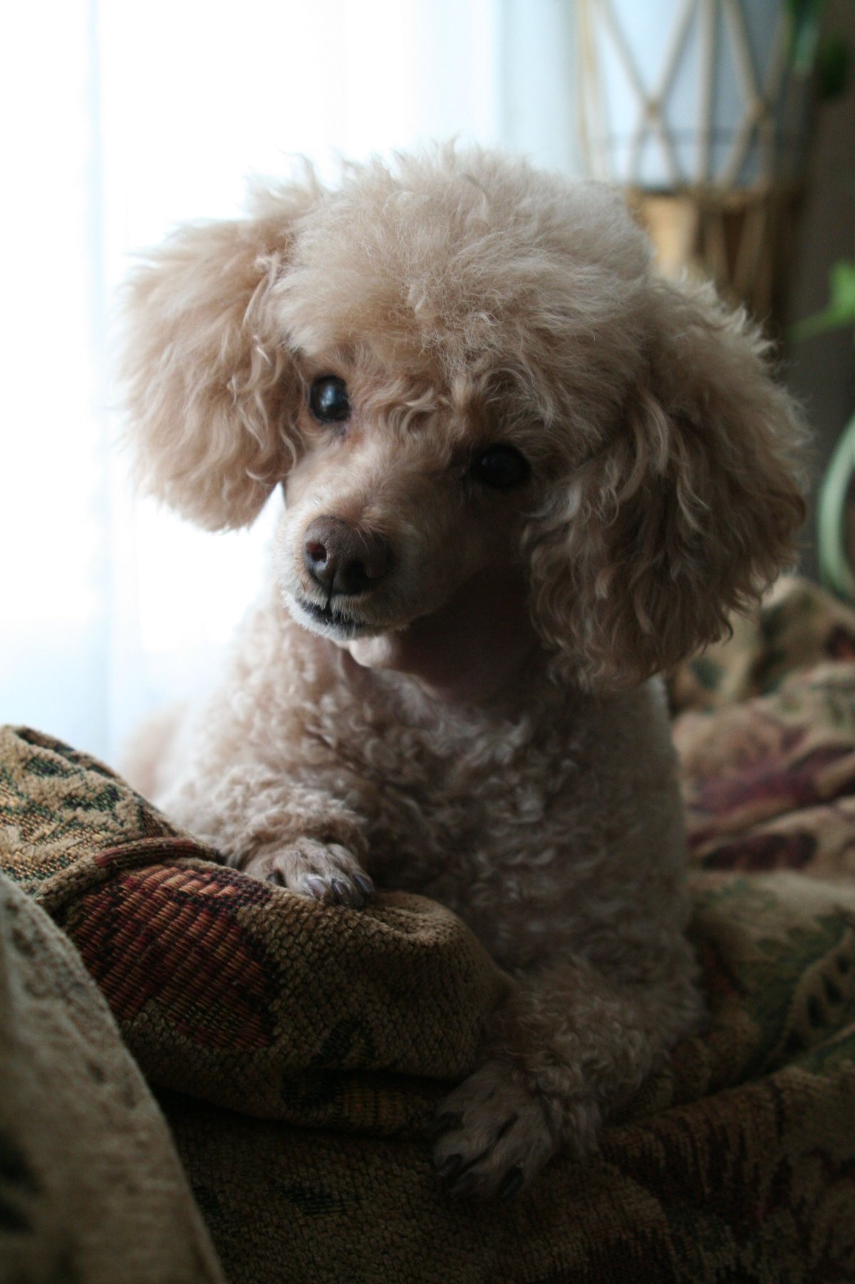 Той пудель Пинтерест