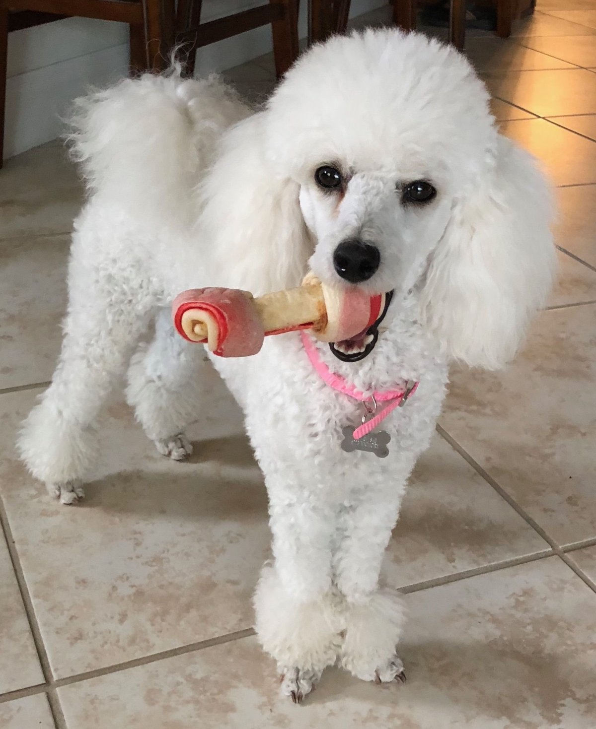 Кокоро пудель