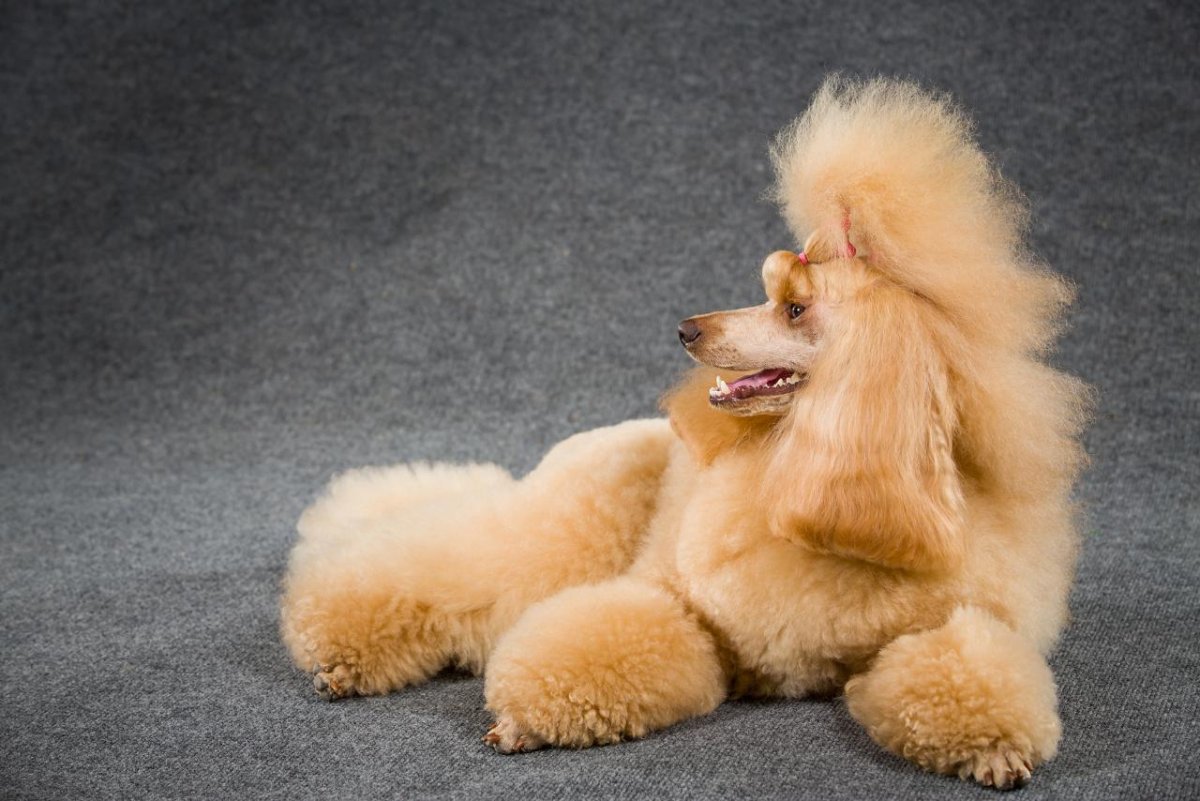 Королевский пудель абрикосовый