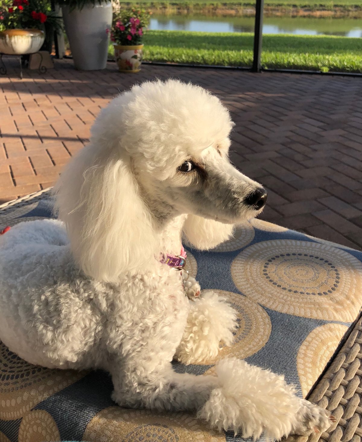 Собака пудель