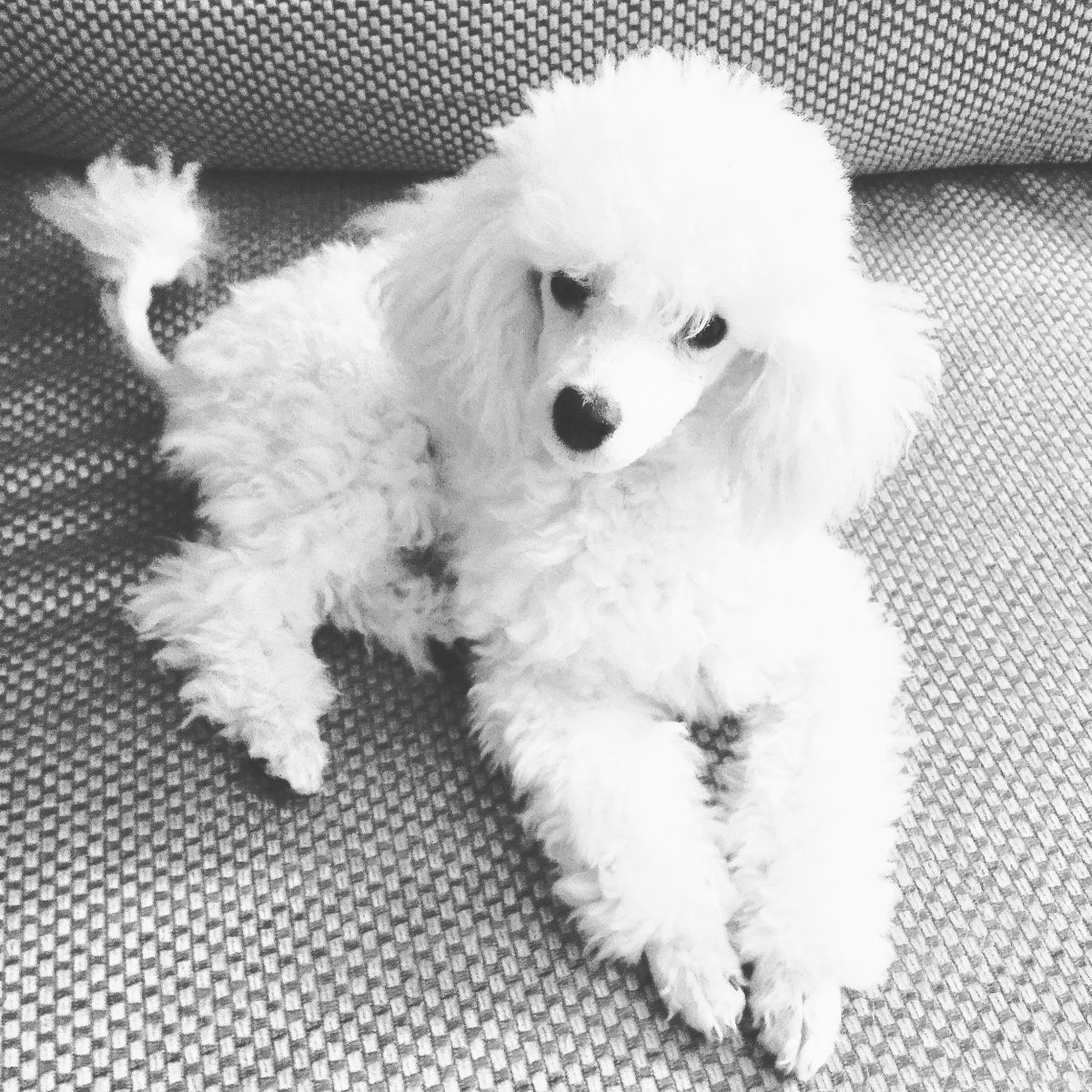 Карликовый пудель мальтипу