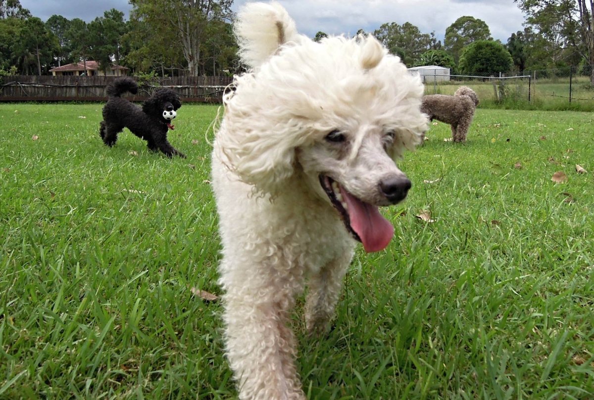 Каниш собака мини пудель