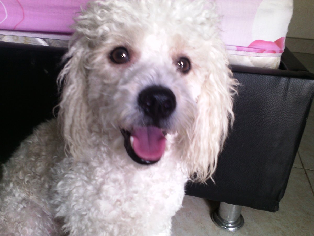 Кокоро пудель