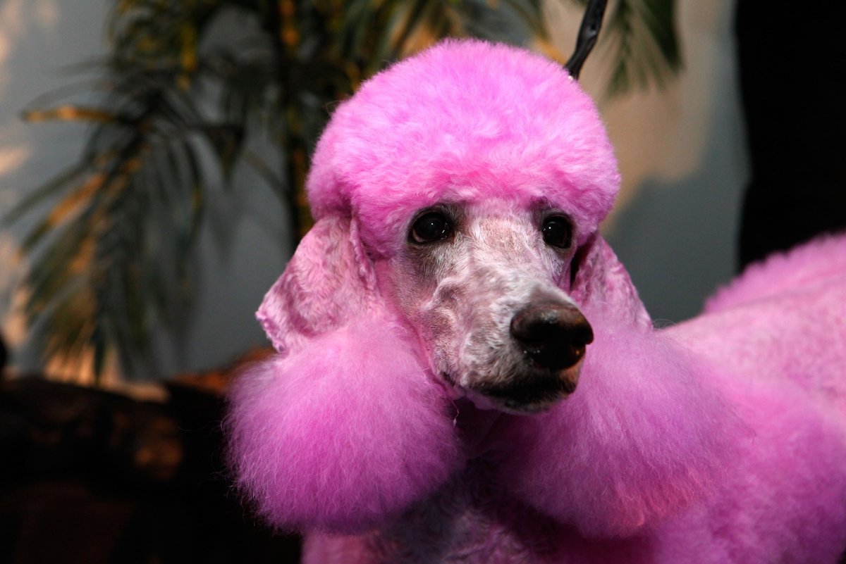 Королевский пудель