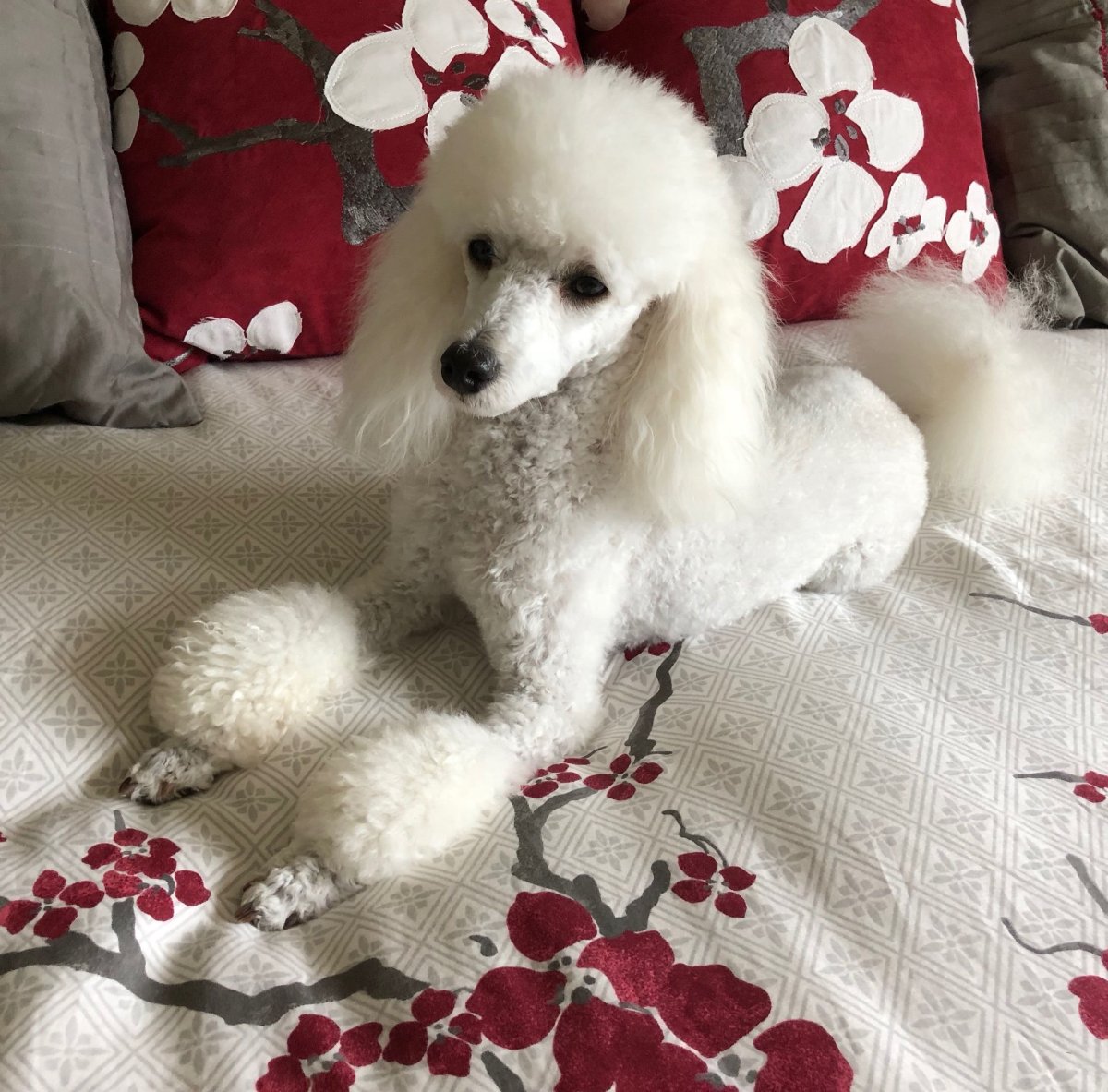 Карликовый Королевский пудель