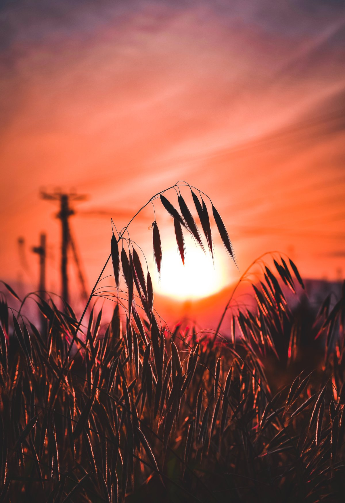 Травинки на закате