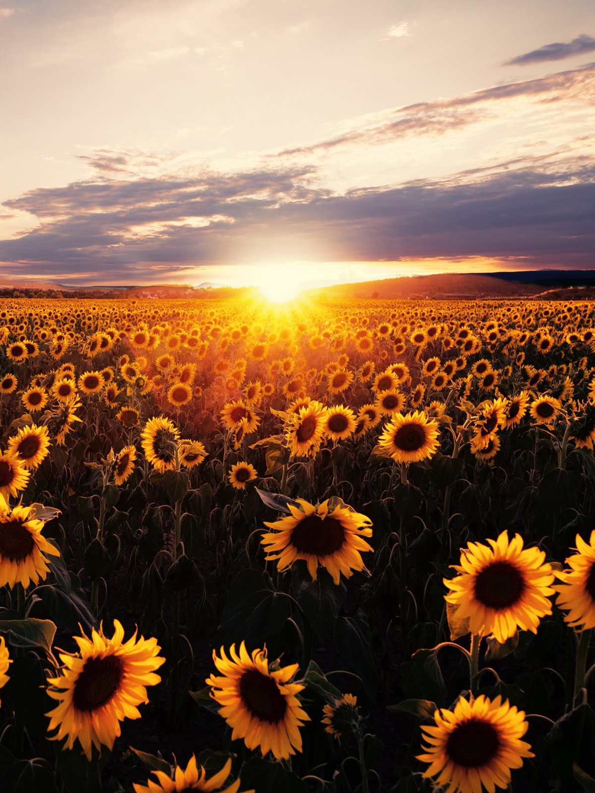 Поля подсолнухов Донецкая область