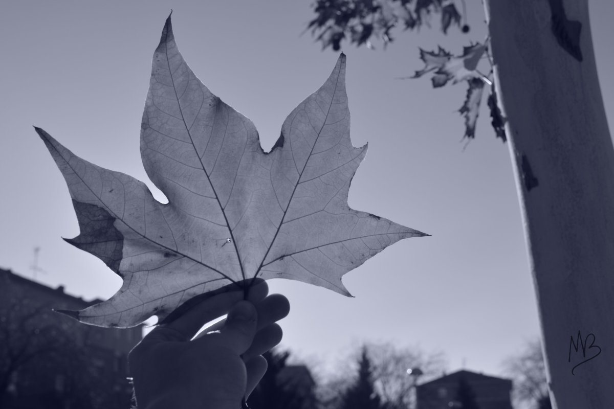 Листья чёрно белые