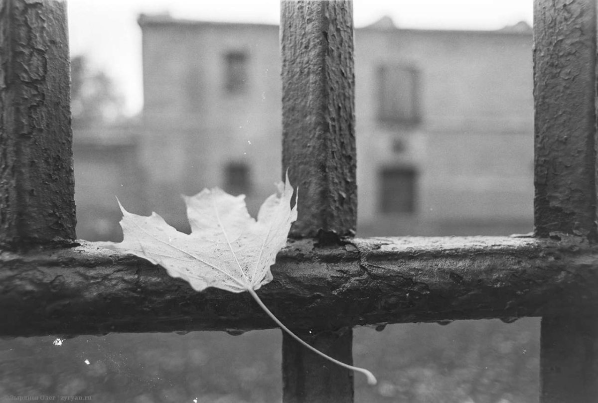 Осень Эстетика черно-белая