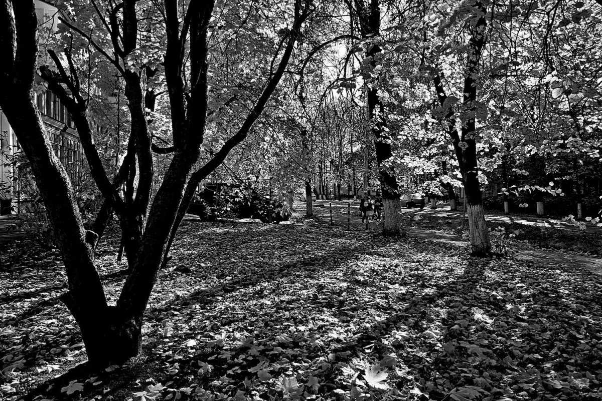 Осень в черно белом цвете
