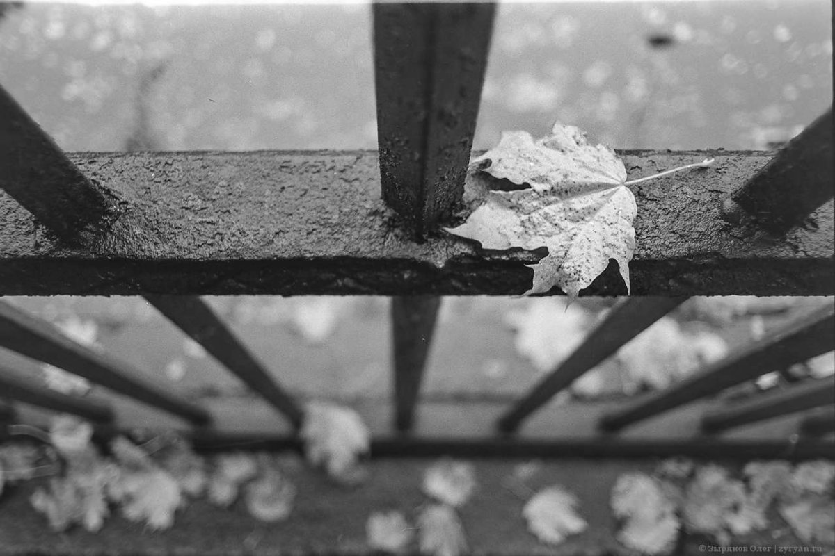 Осеннее настроение черно белое