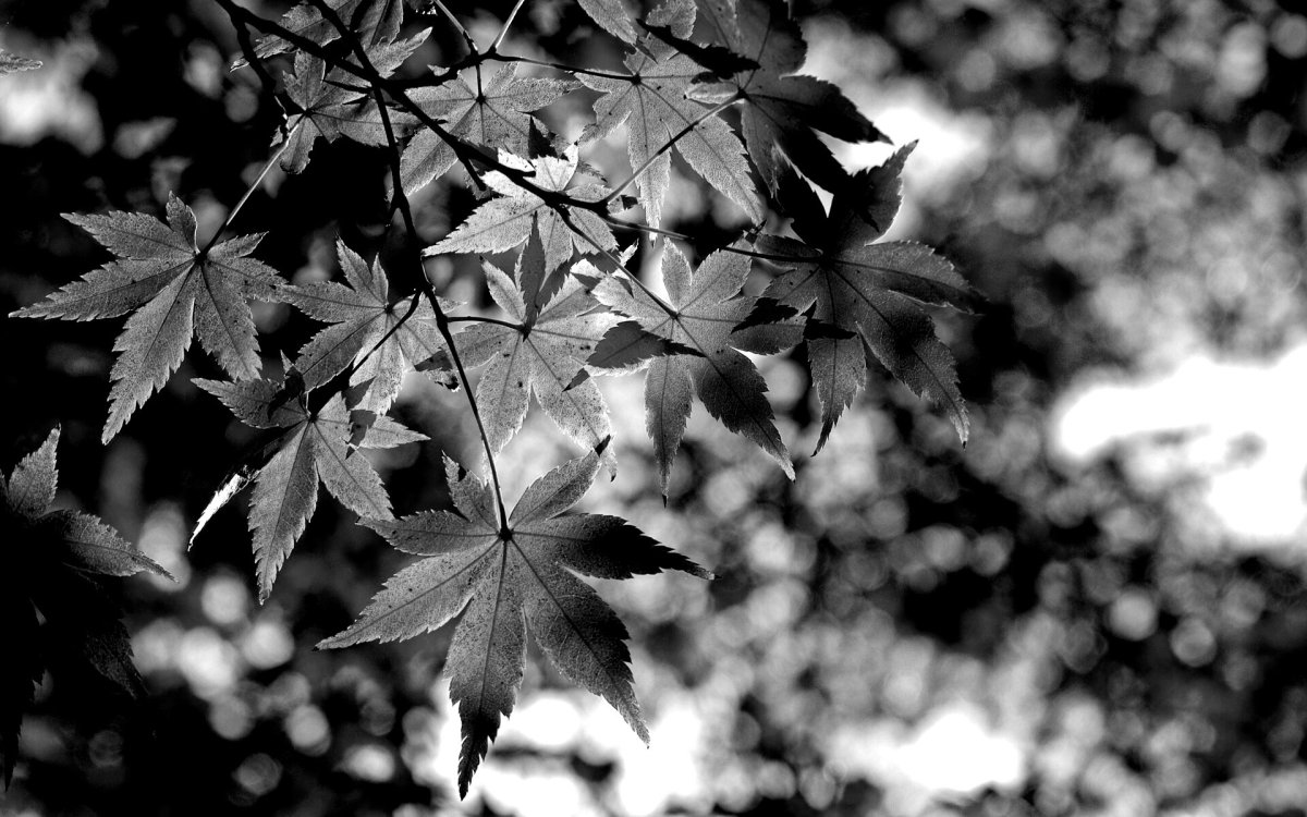 Осень обои на рабочий стол черно-белые