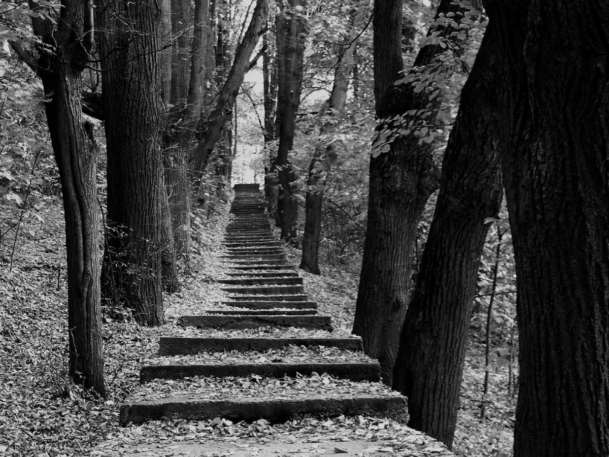 Осенний парк черно-белые