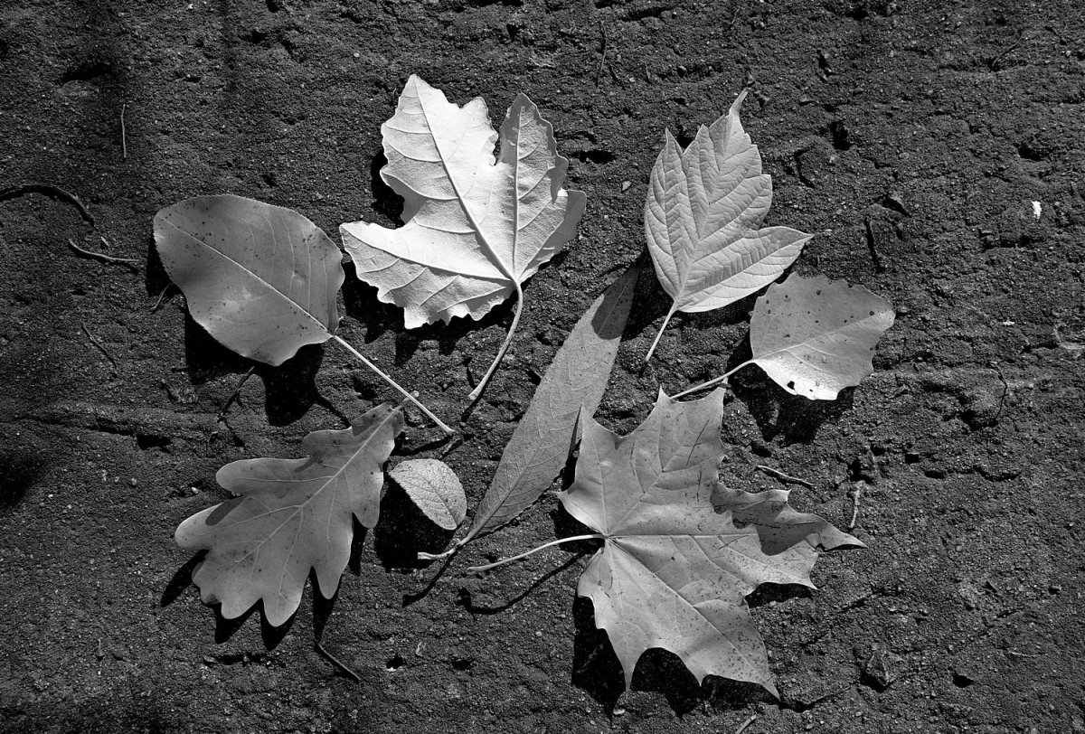 Картины листьев черно-белые