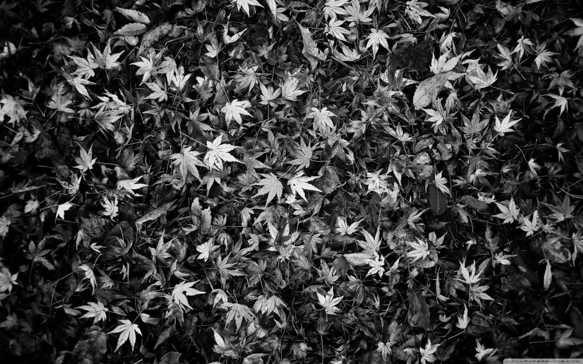 Мрачные ветки деревьев