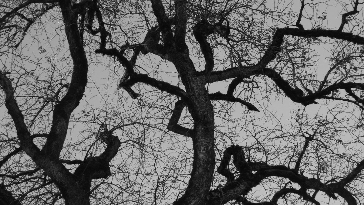 Осенний монохром