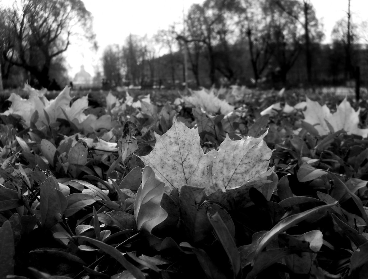 Девушка в лесу