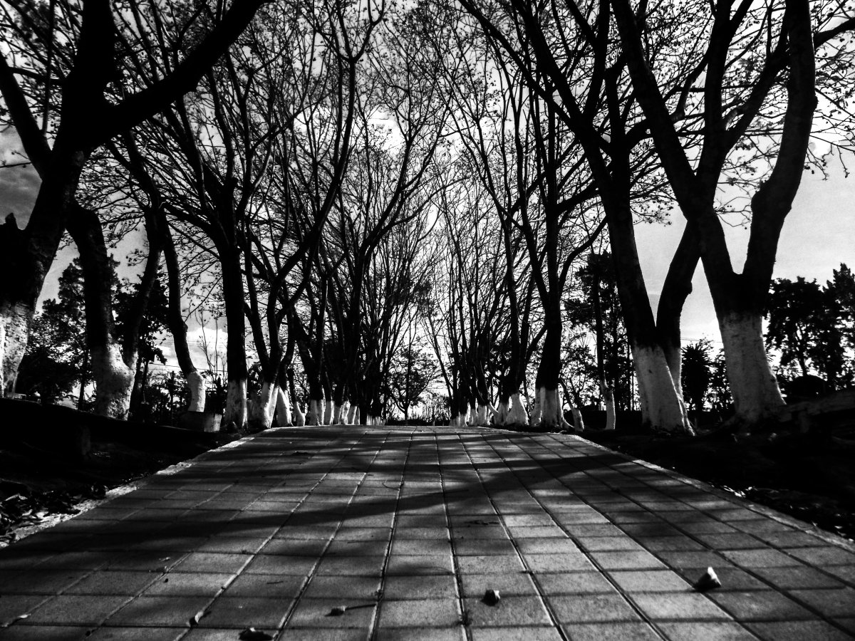 Черно белая осень