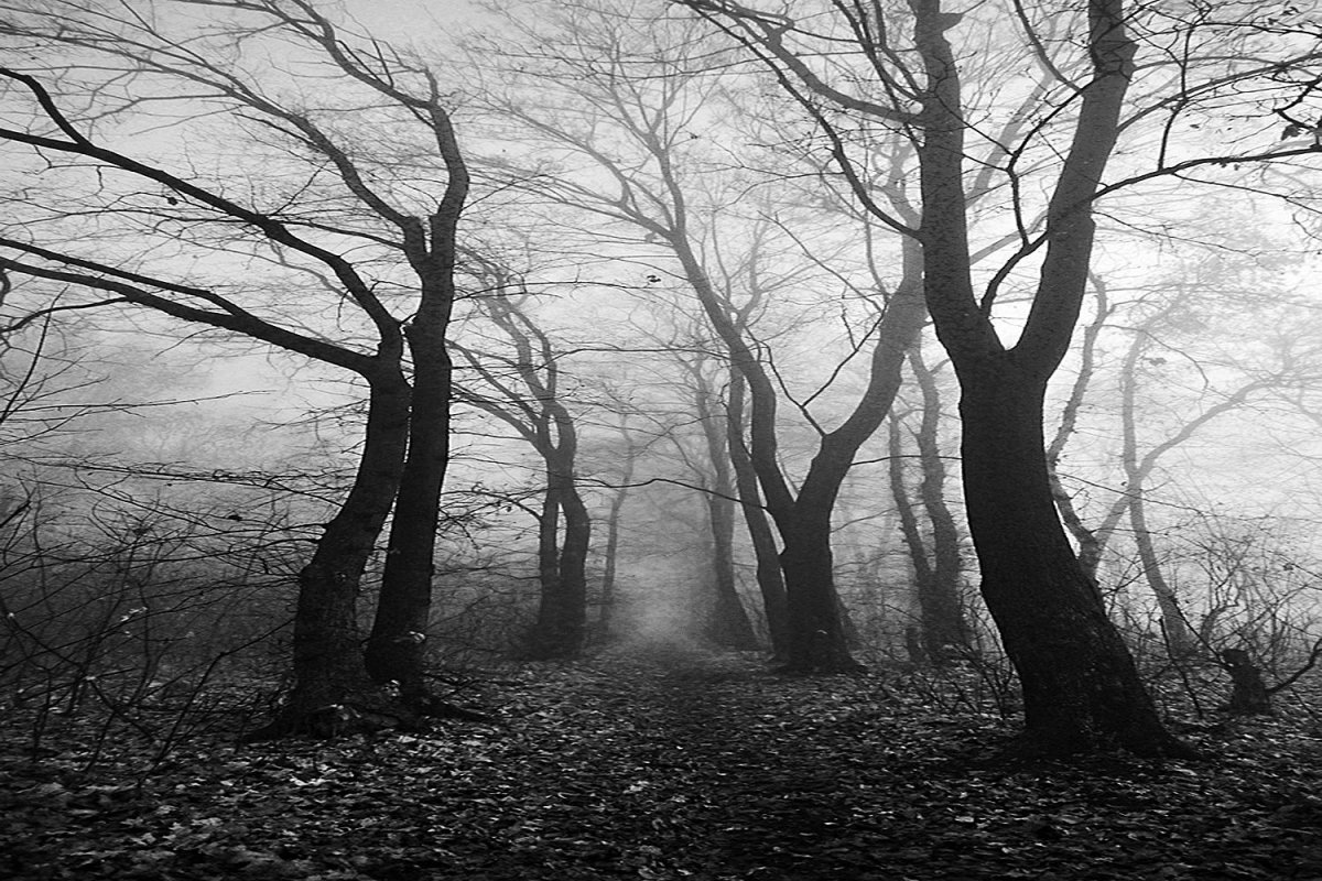 Осенний лес черно белый