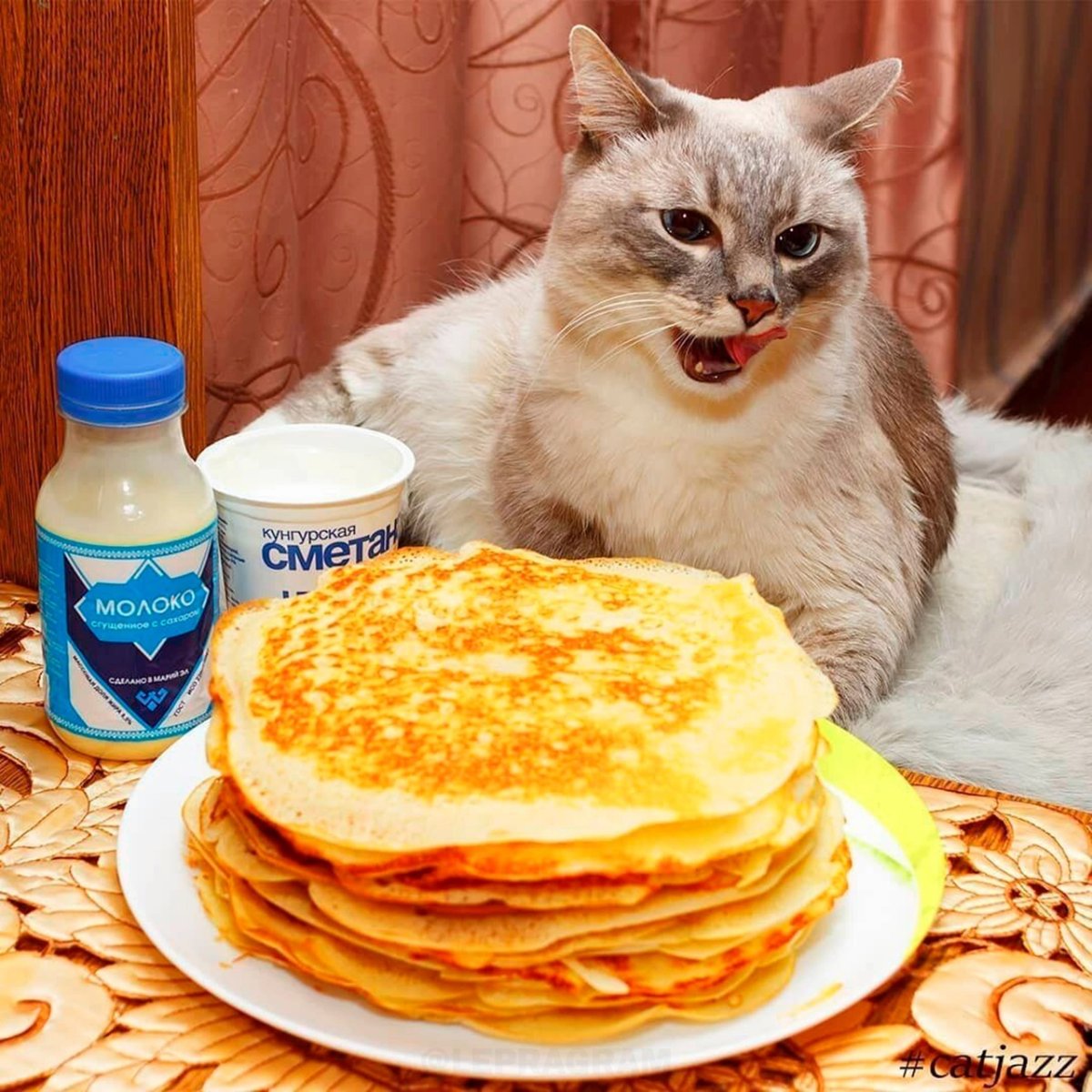 Котик с блинчиками