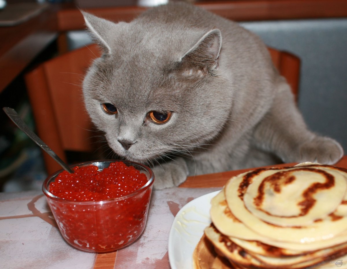 Кот блины икра