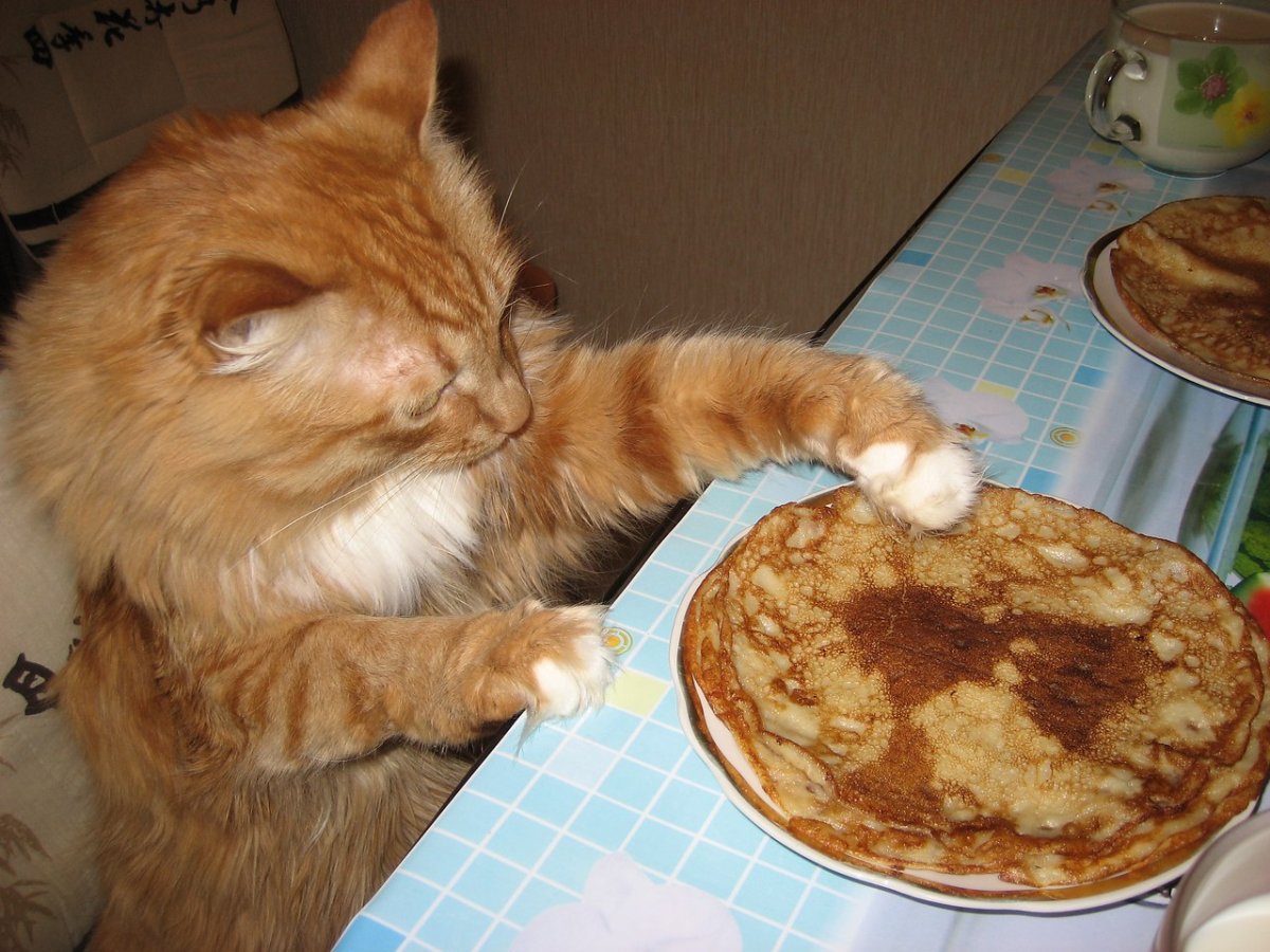 Масленица коты