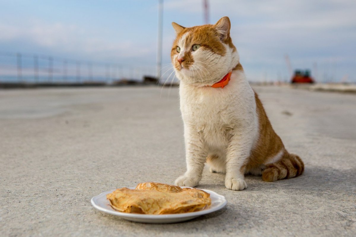 Довольный кот с блинами