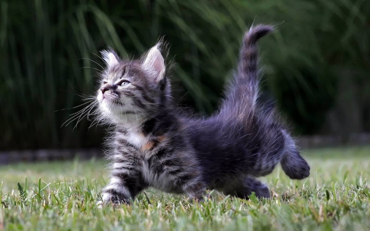 Чумачечий кот