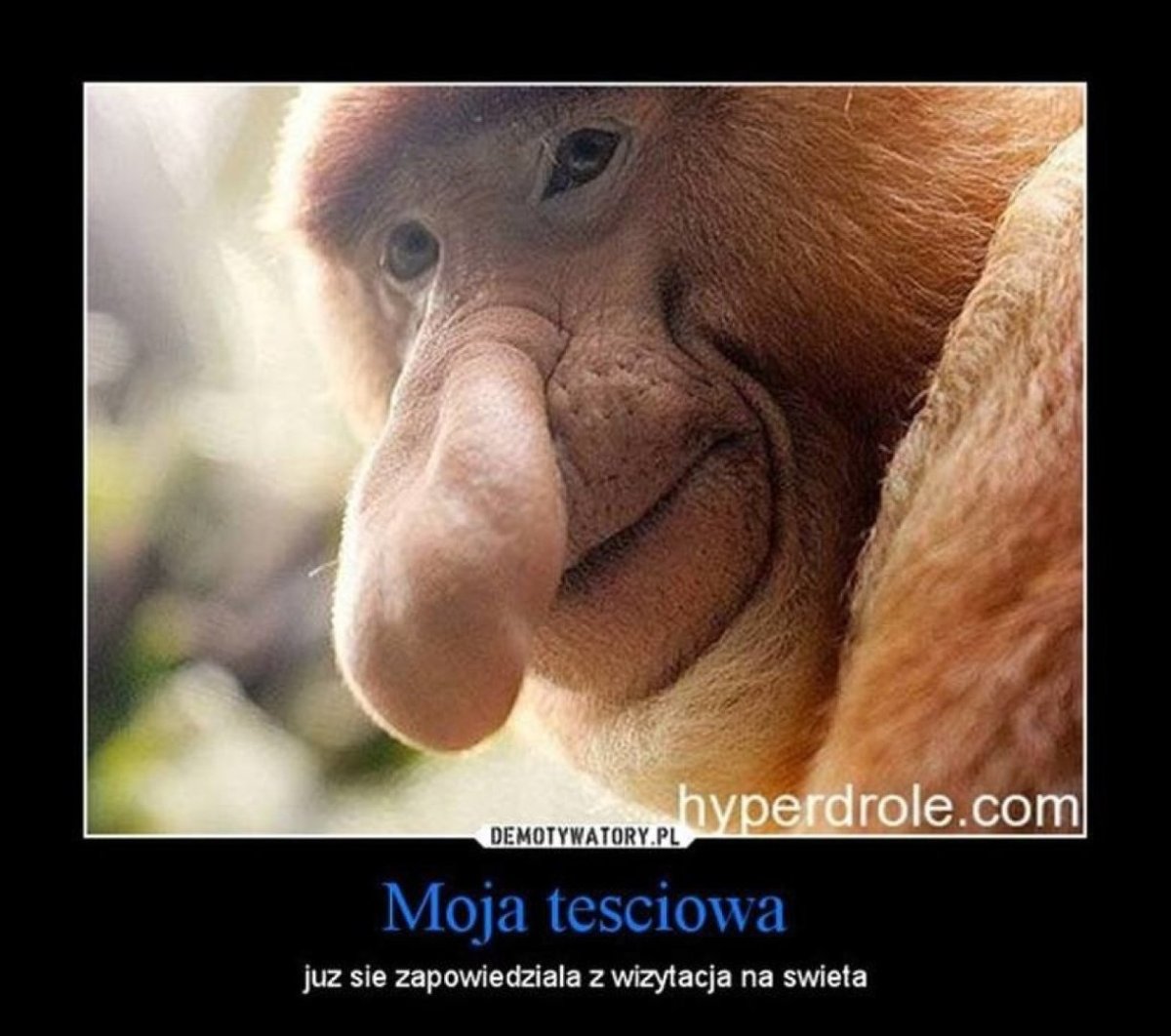 Забавные животные кошки и собаки