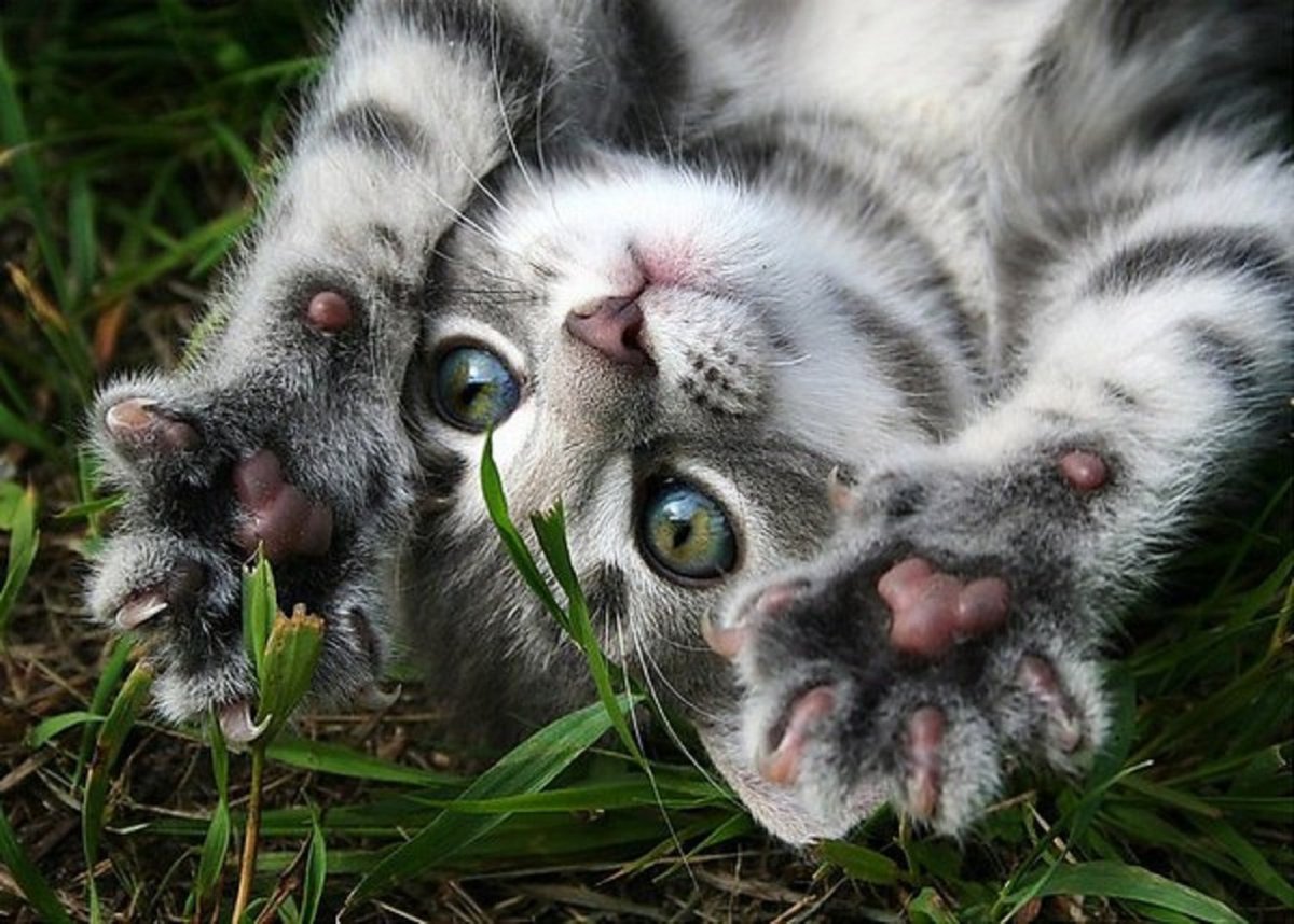 Выше нос котик