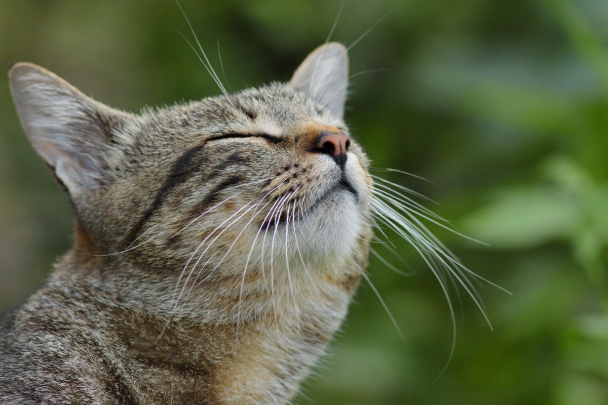 Бабуин носач