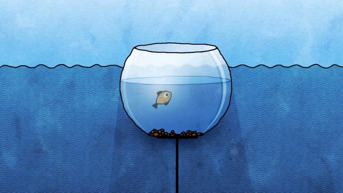 Акула выйти из зоны комфорта