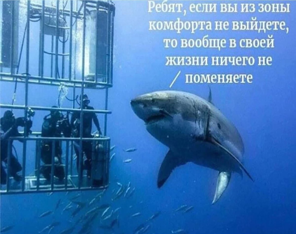 Акула ребята вы если зону комфорта не покинете
