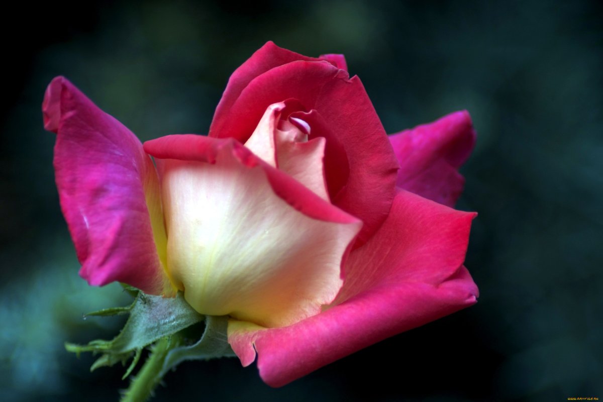 Роза полубутон