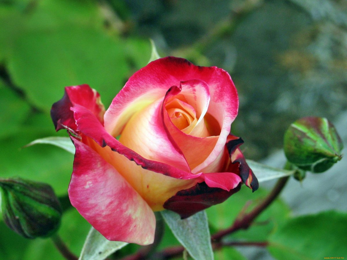 Роза Лавли ред