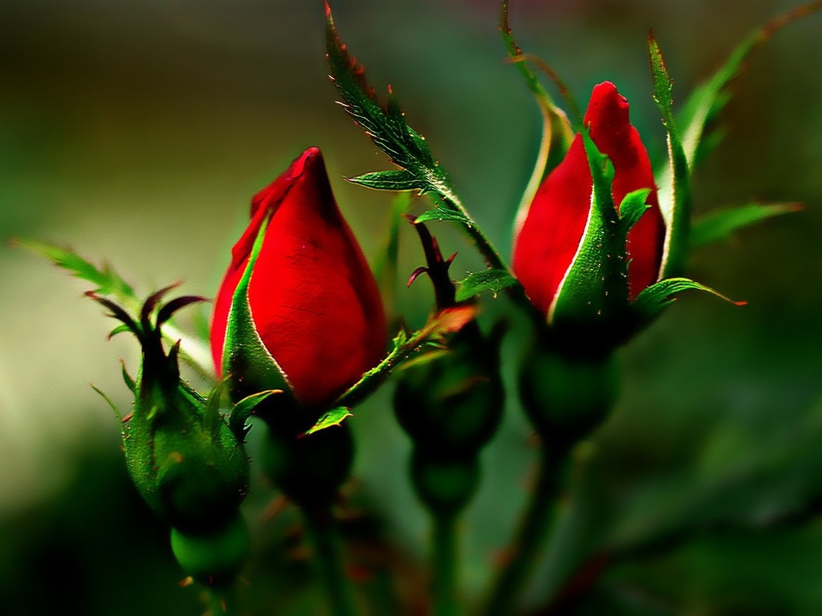 Красивые бутоны роз