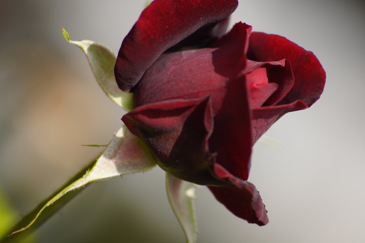 Раскрытый бутон розы