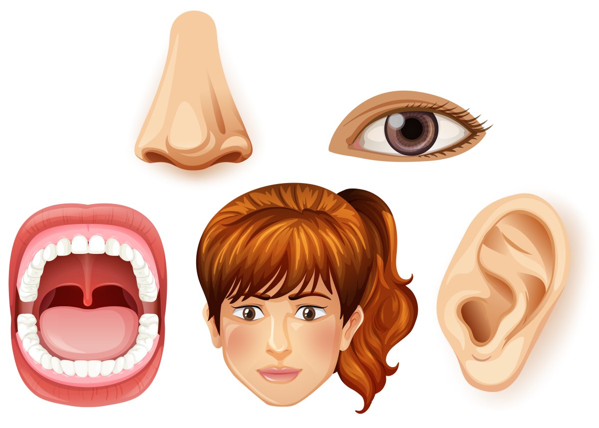 Части лица человека для детей